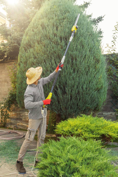 Best Affordable Tree Cutting  in USA